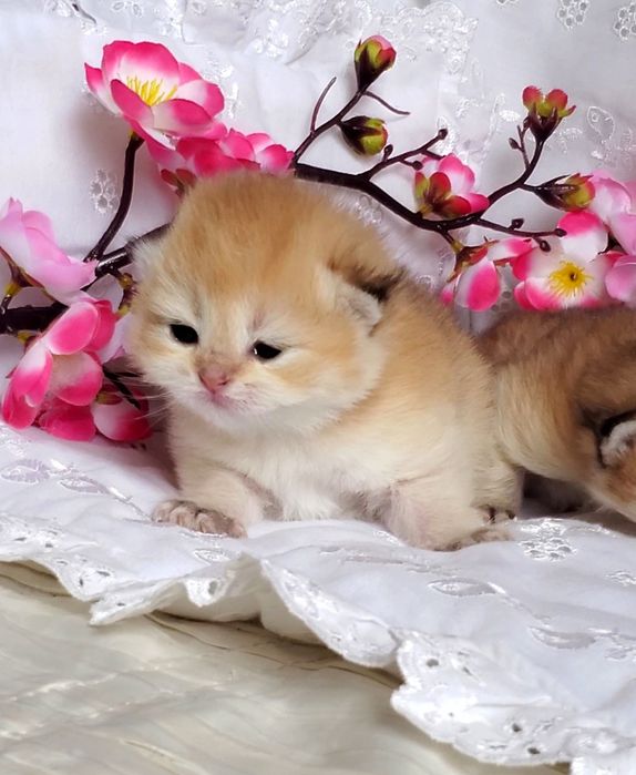 MILASHKI_KITTENS - котики, которые покоряют сердца). Золотая шиншилла.