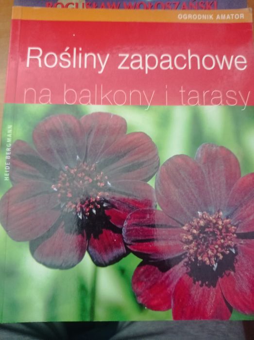 Rośliny zapachowe na balkonie i tarasy
