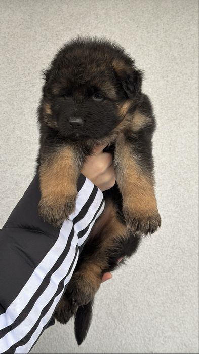 Цуценята німецької вівчарки КСУ