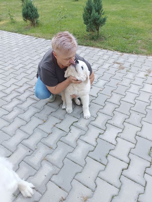 Polski Owczarek Podhalański FCI ,ZKwP, Rezerwacja 2027