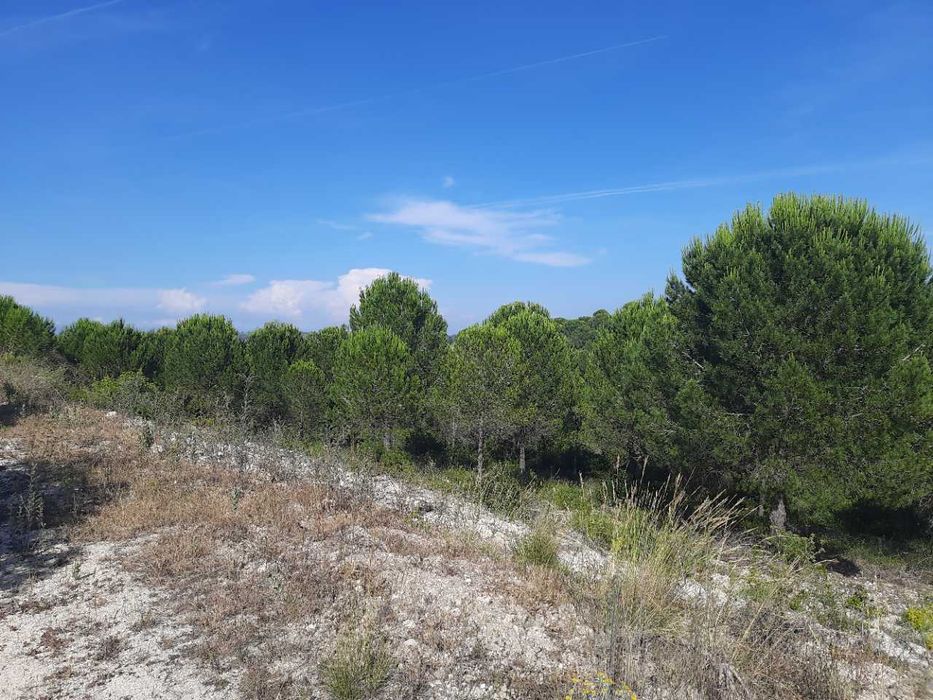 Quinta Urbano + Rústico - Vale Verde - Tremês - Santarém 19,5ha