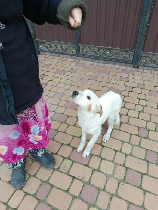 Найдена собака в Запорожье