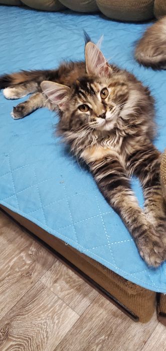 Кошенята Мейн кун мальчики и девочки