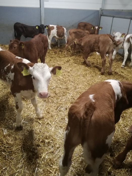 Byczki polskie CZARNIA i okolice