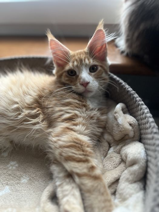 Kocięta  Maine Coon