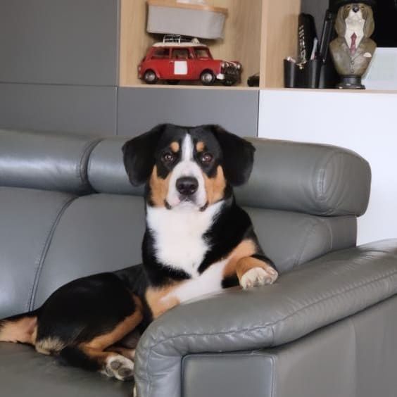 Entlebucher Sennenchund FCI