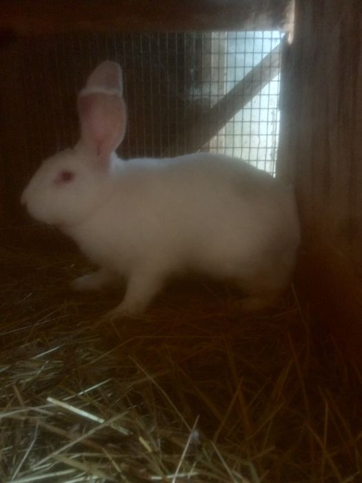 Кролі Термонці та Європейське срібло