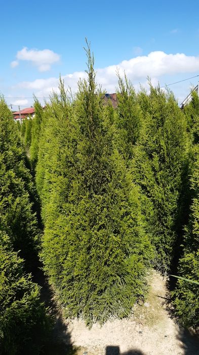 Mega gruba Tuja smaragd ( Tuja szmaragd) 160-180 cm wysokości