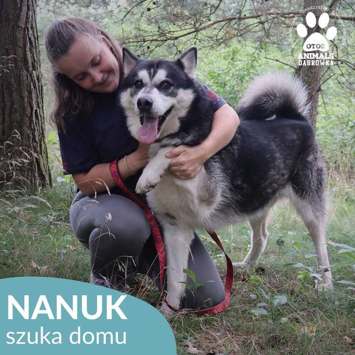 Nanuk szuka domu!