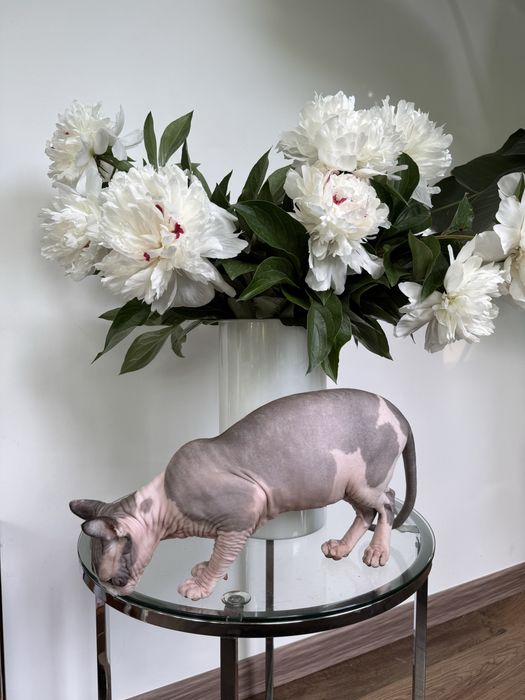 Продається дівчинка сфінкс єльф з паспортом 10 місяців