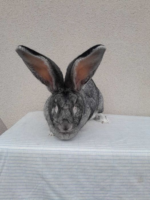 Кролі кроликі Самка