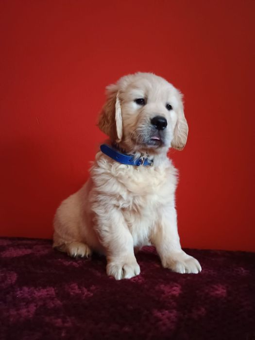 Golden Retriever ZkwP FCI piesek
