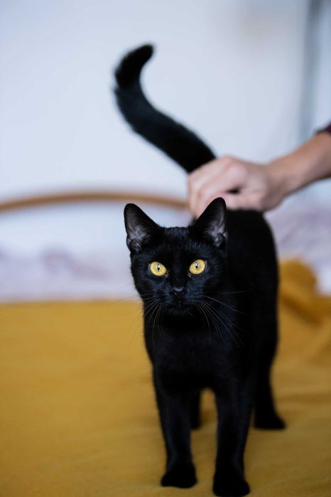 Kotka po przejściach szuka spokojnego domu