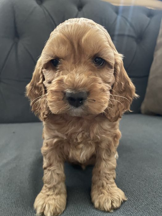 Samiec Cockapoo do odbioru
