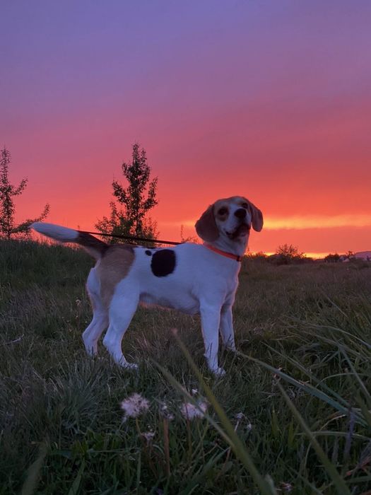 Передержка животных