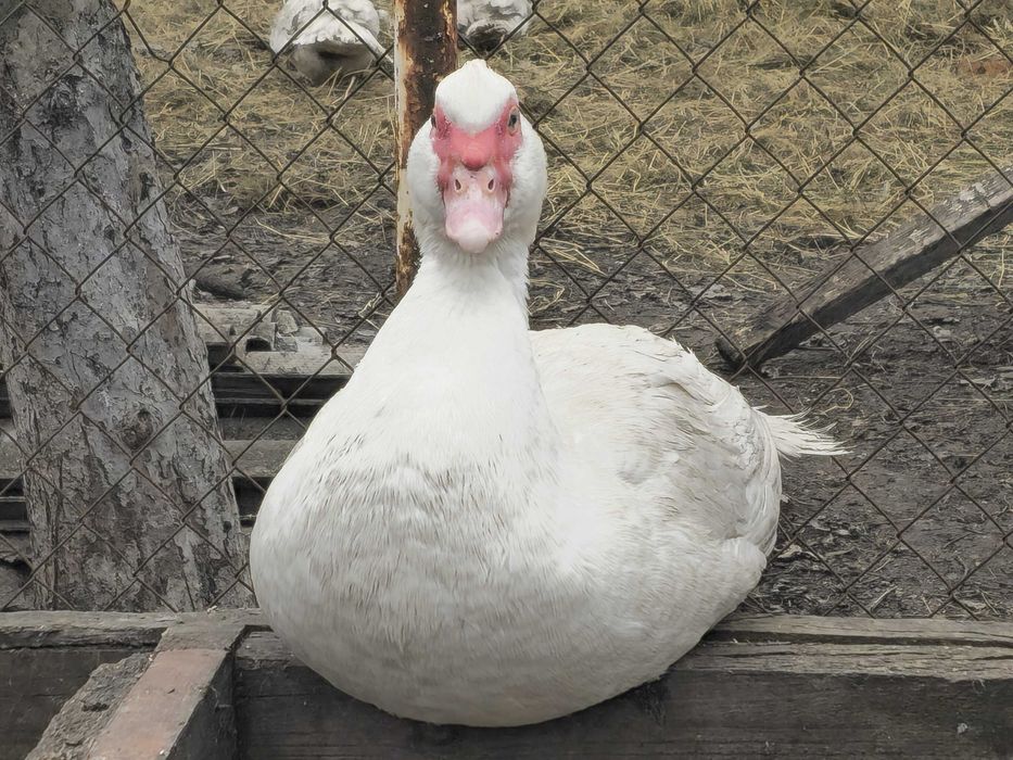 Мускусні індокачки (шипуни)