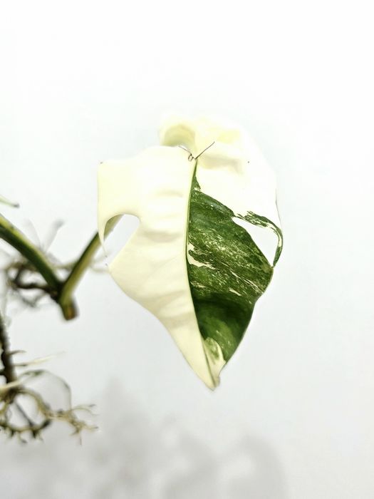 Epipremnum Pinnatum variegata