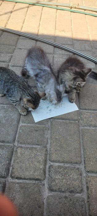 Віддам в хороші руки кошенят