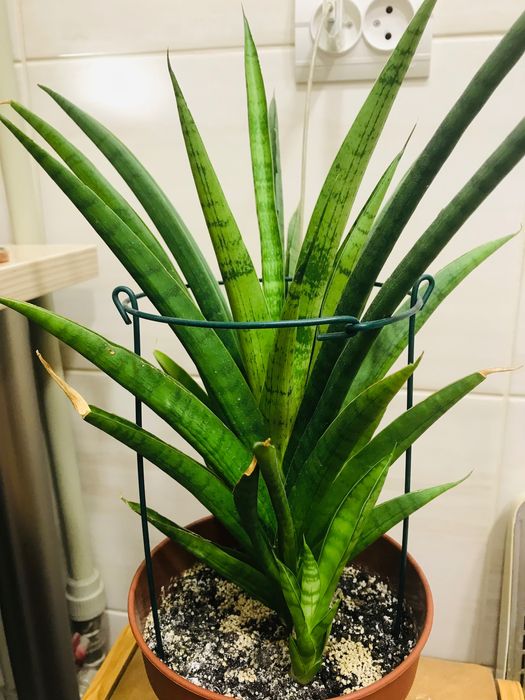 Сансевиерия распродажа.