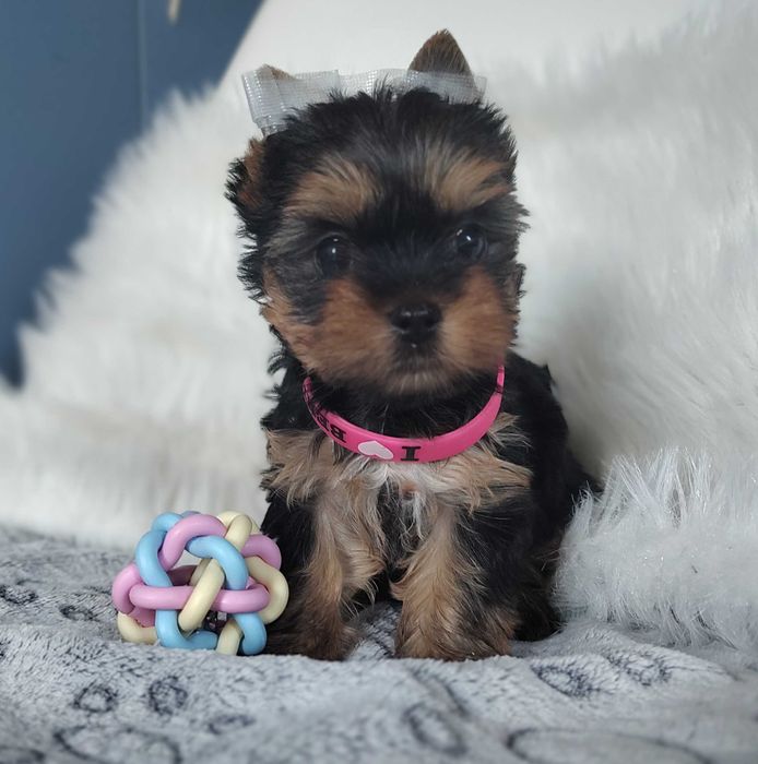 Yorkshire Terrier suczka po Championie FCI