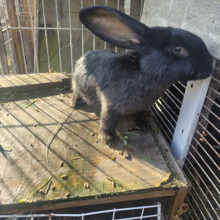 Sprzedam samce i samice Belg