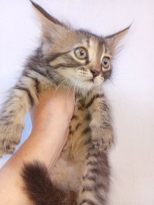 Породистые Котята девочки