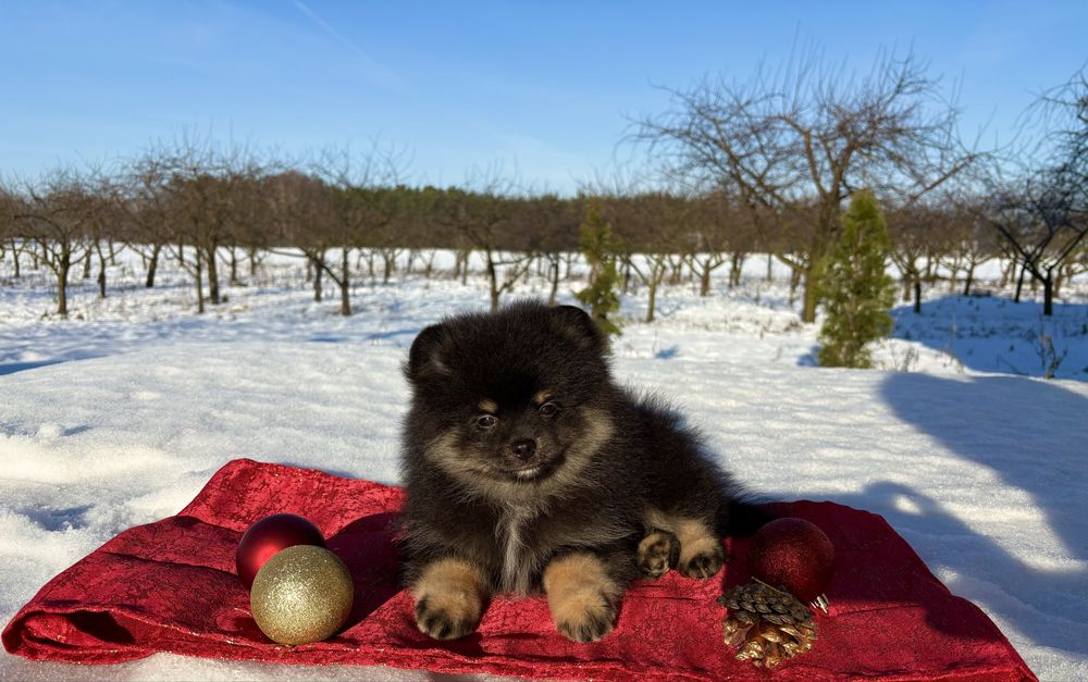 Cudny miś Pomeranian – mały skarb!