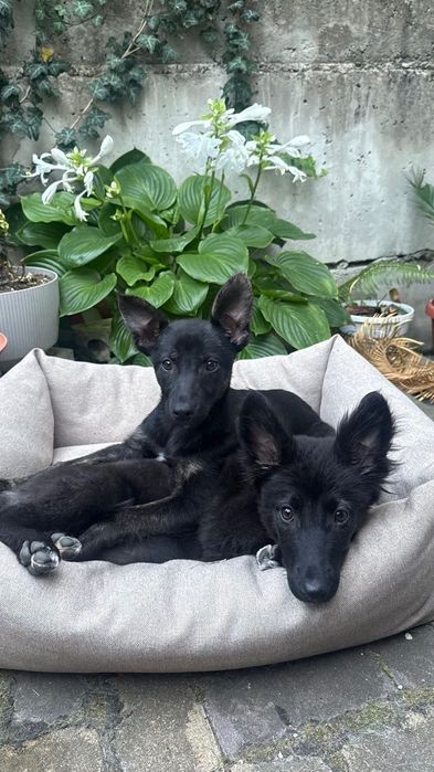 Віддам в добрі руки