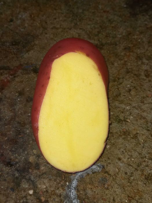 ziemniaki czerwone baltic rose