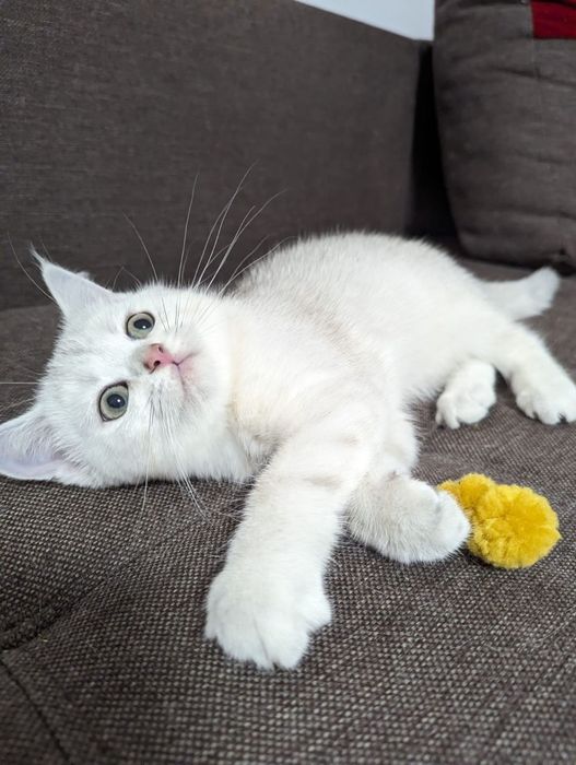 Шикарные  шотландские котята серебристая шиншилла  страйт