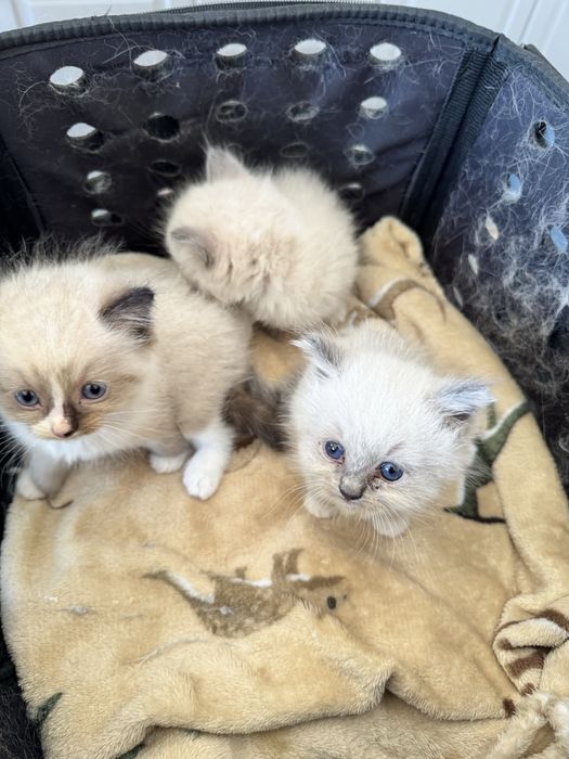 Kocur Ragdoll Blue Bicolor "Gucci" do odbioru za 3 tyg