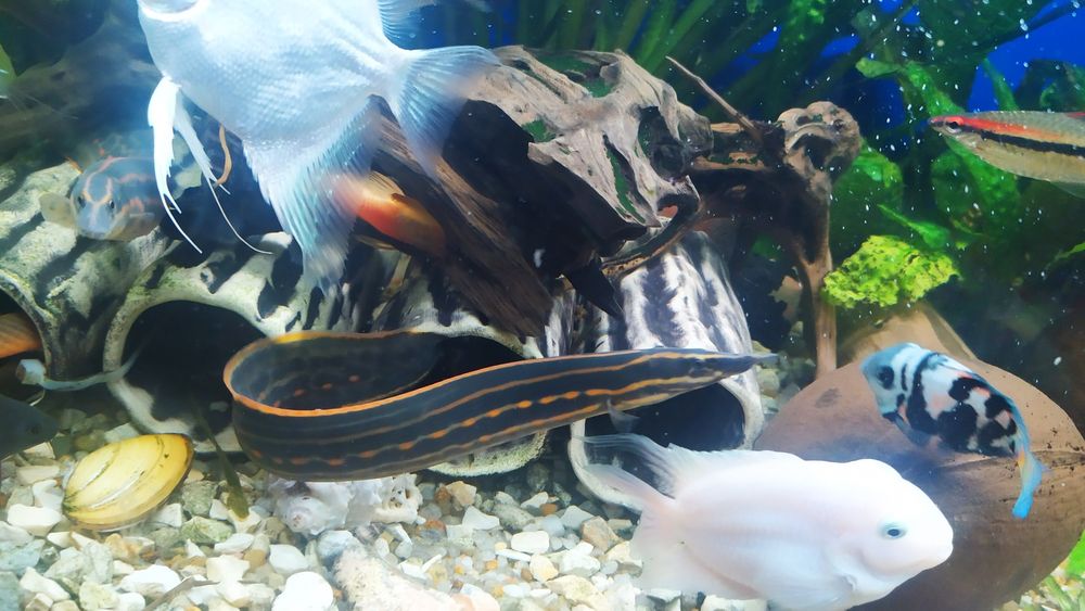 Продам рибки для больших размеров аквариум мастацембела красноволосая