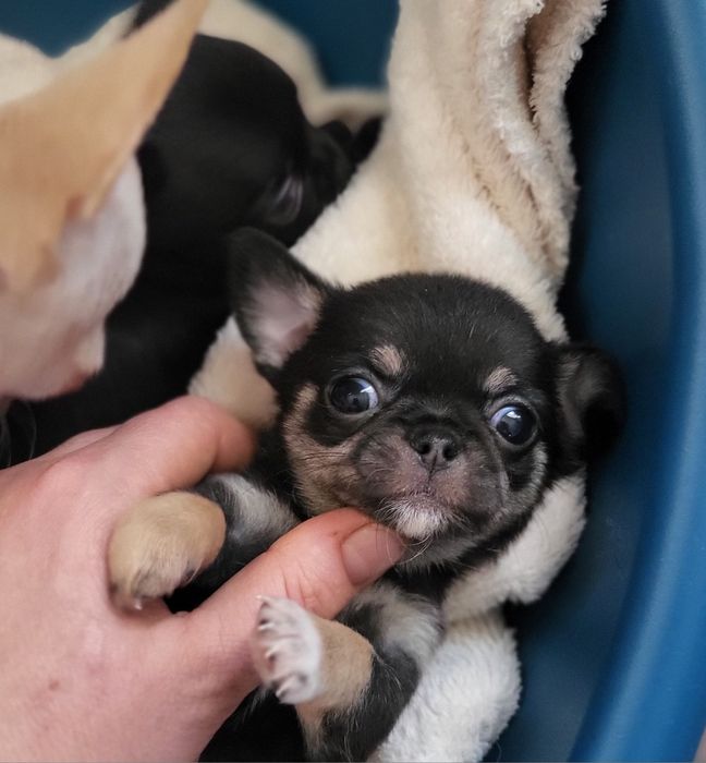 Міні хлопчик чіхуахув