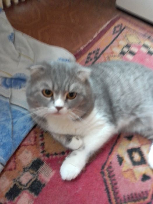 Вязка 400.вислоухий шотландский