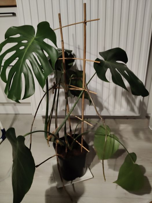Monstera dziurawa