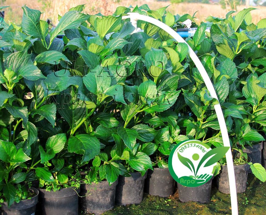 Саджанці гортензії широколистої, блакитна (голуба синя) Broad-leaved