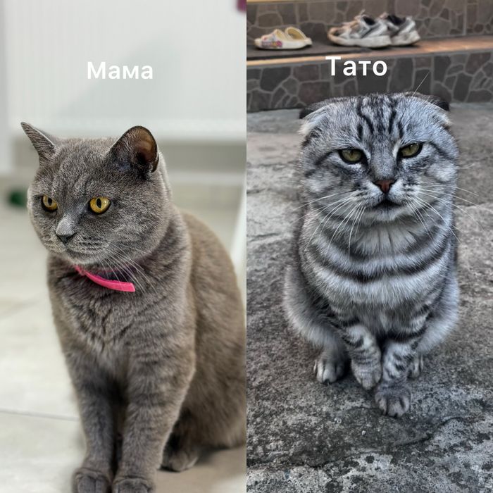 Котенята британці