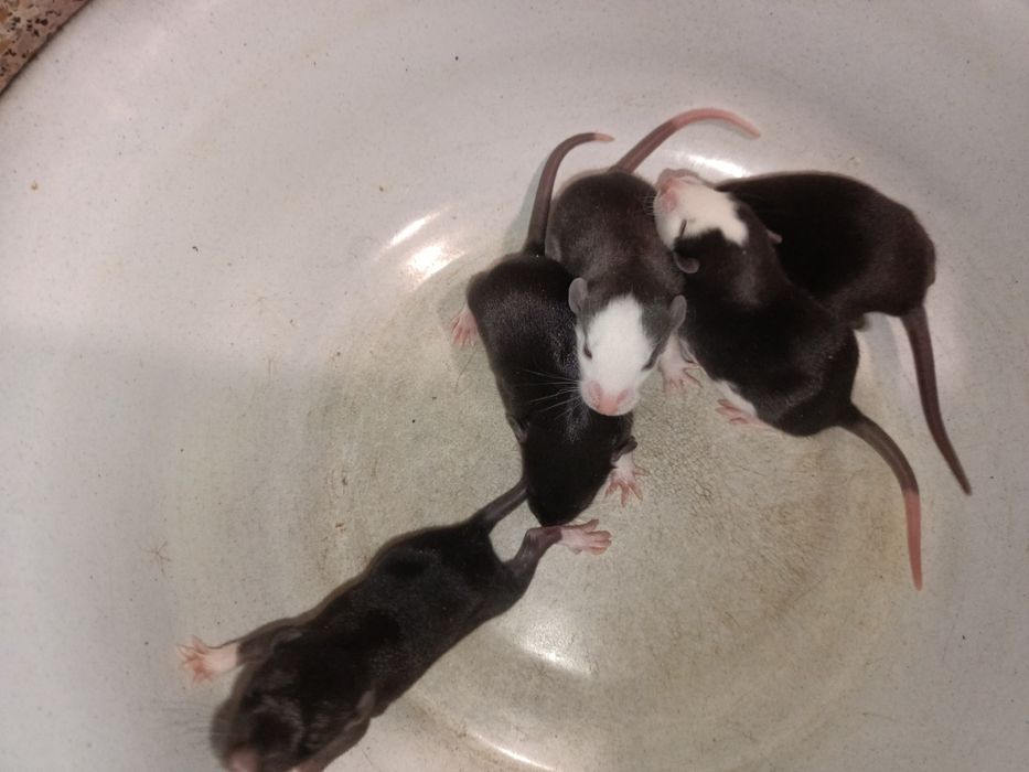 Крыски крисята Дамбо ручные