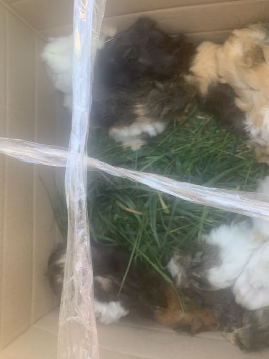 Морские свинки Хороший пітон це для дому