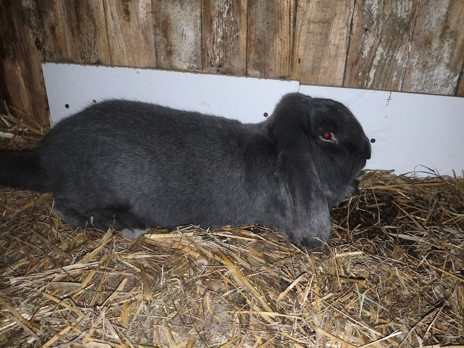 Samiec Baran Francuski Niebieski