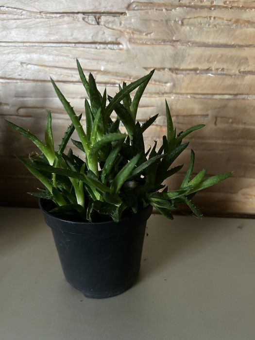 Aloes  squarossa