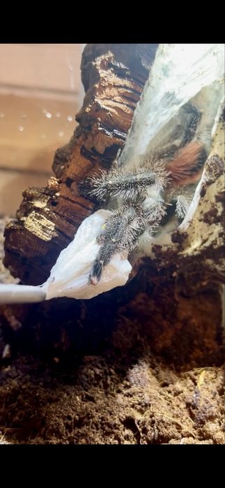 Avicularia variegata L1