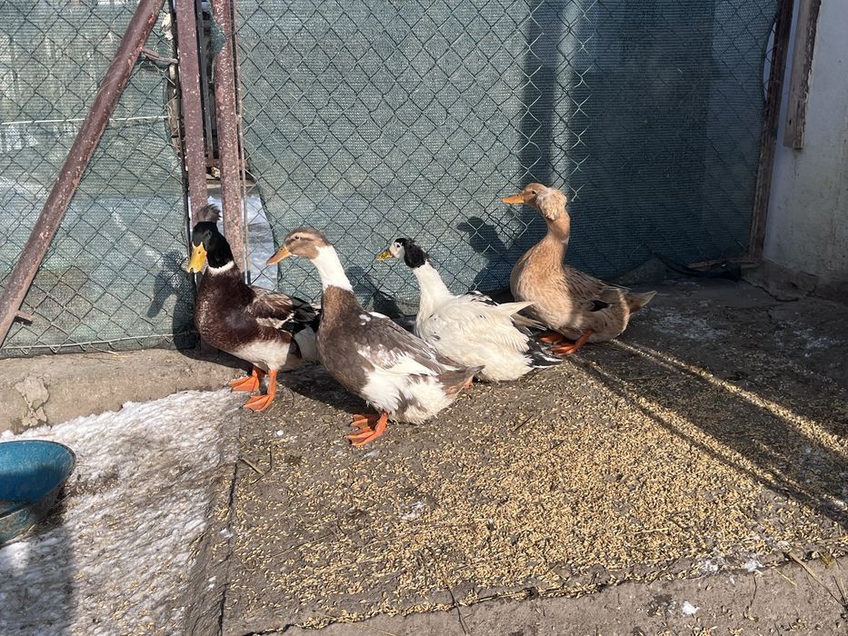 Kaczki staropolskie czubate stado zarodowe