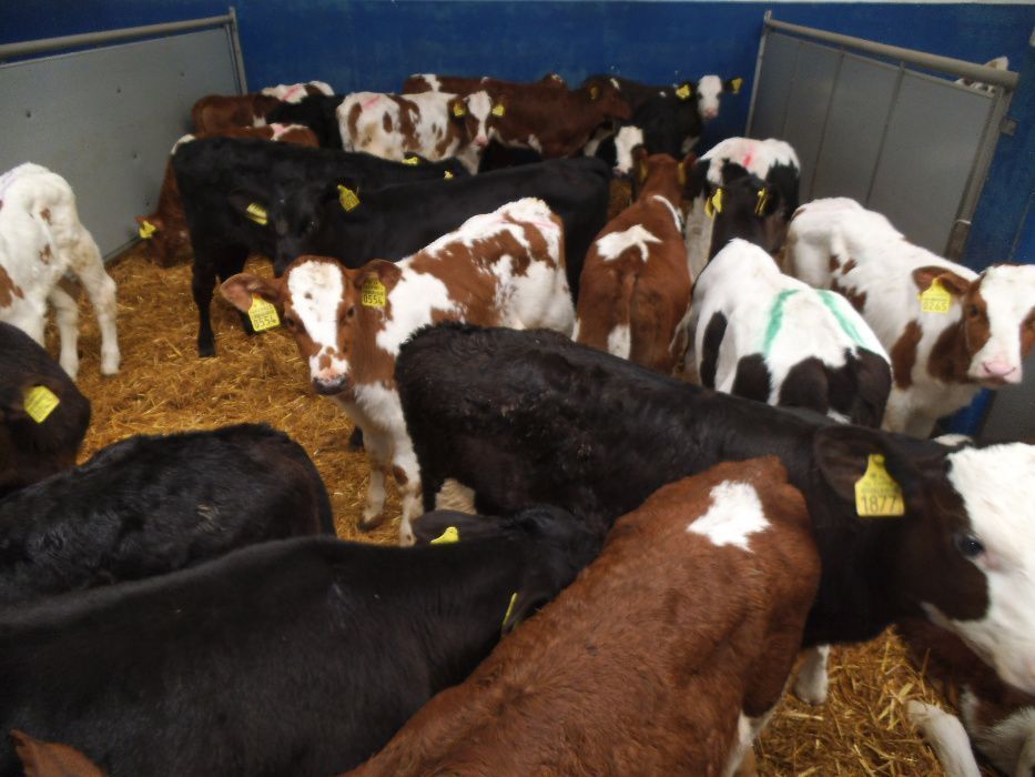 Cielaki MM,CB  Byczki, Jałówki samodzielne, startery, na mleko