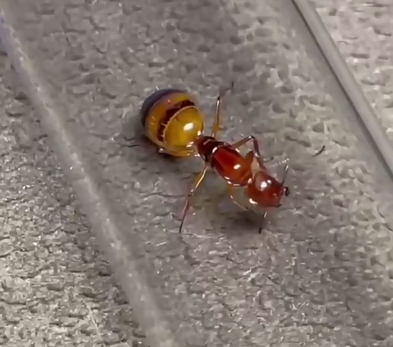 Эксклюзивные муравьи Camponotus reichardti – купить с большой фермой