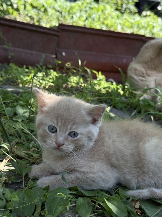 Продам кошенят британці прямовухі