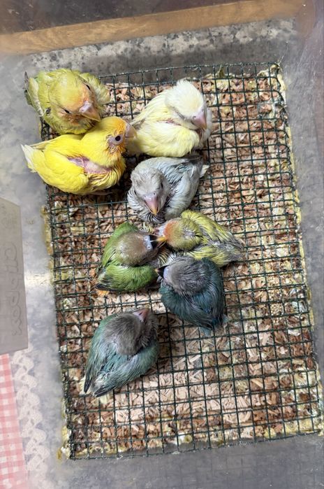 Agapornis domesticados