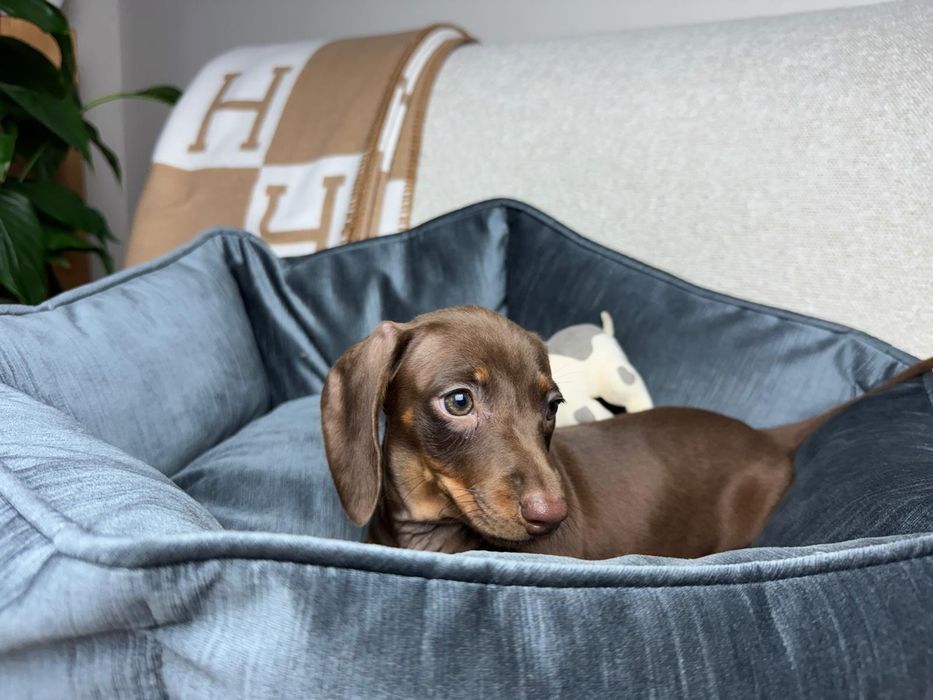 jamnik miniaturowy piesek choco tan