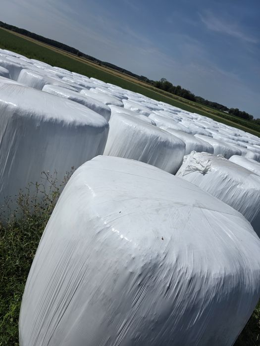 Sianokiszonka z lucerny z transportem