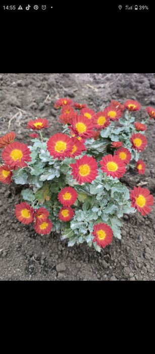 Хризантема мультифлора